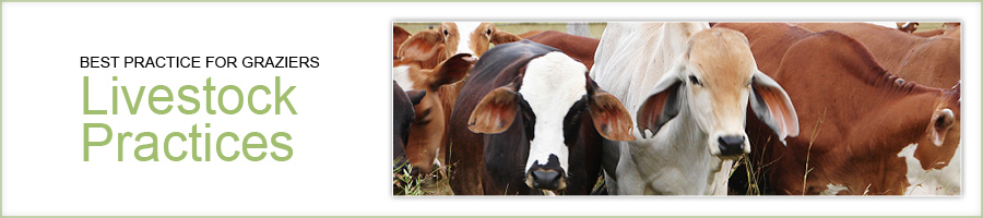 Best practices for graziers - livestock practices